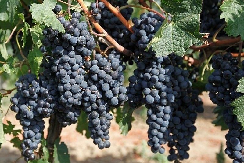В Краснодарском крае обсудят перспективы развития виноградарско-винодельческой отрасли 