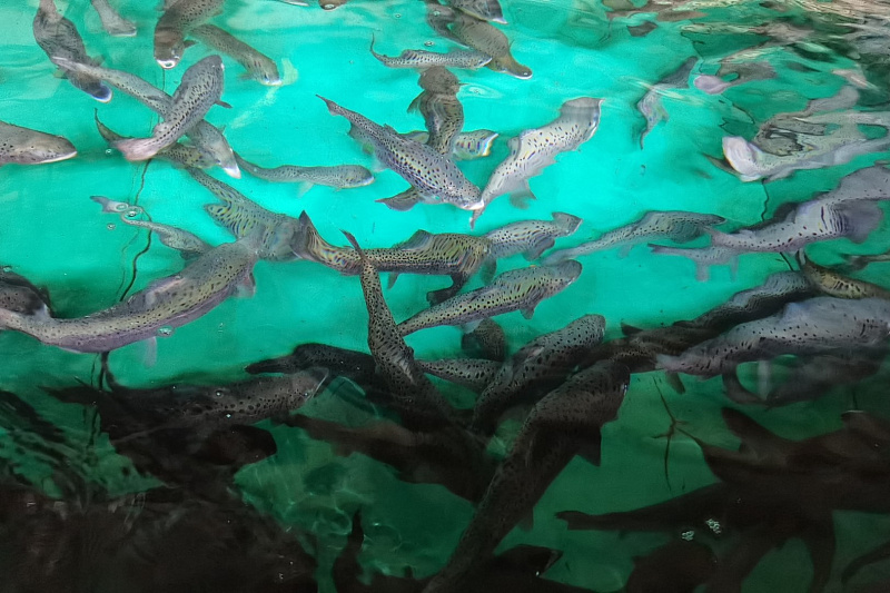 В сочинские реки выпустили почти 300 тысяч особей черноморского лосося