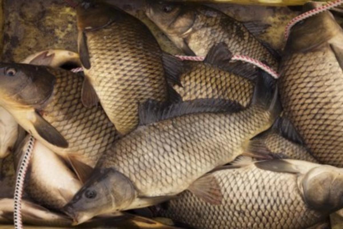 16 хозяйств Приморско-Ахтарского округа занимаются выращиванием рыбы.