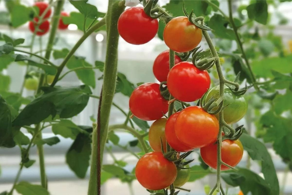 За последние 10 лет объемы выращиваемой тепличной вкусной продукции выросли в два раза – с 52 до 109 тысяч тонн.