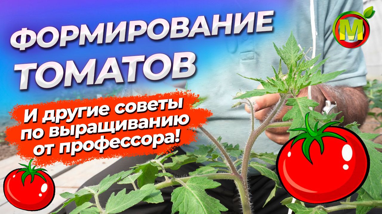 КАК ФОРМИРОВАТЬ и ПАСЫНКОВАТЬ ТОМАТЫ? Как подвязывать томаты?