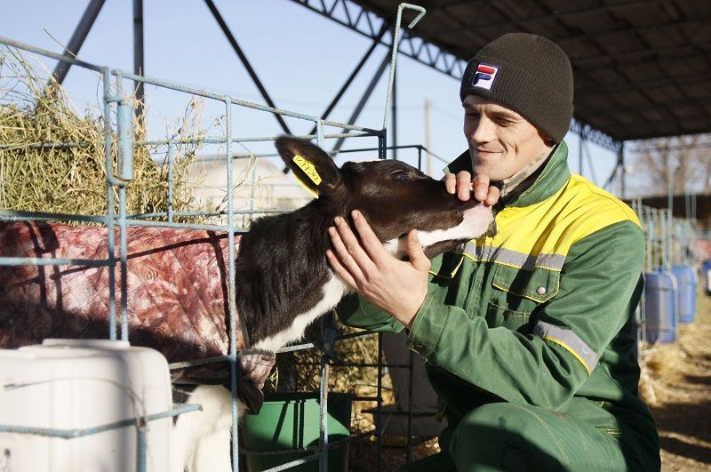 Телятник молочно-товарной фермы Сергей Шевченко внимательно относится к своим маленьким подопечным.
