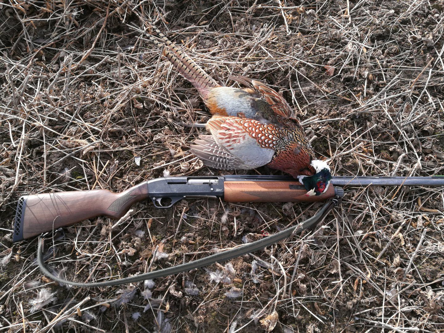 Охотничий фазан Краснодарского края