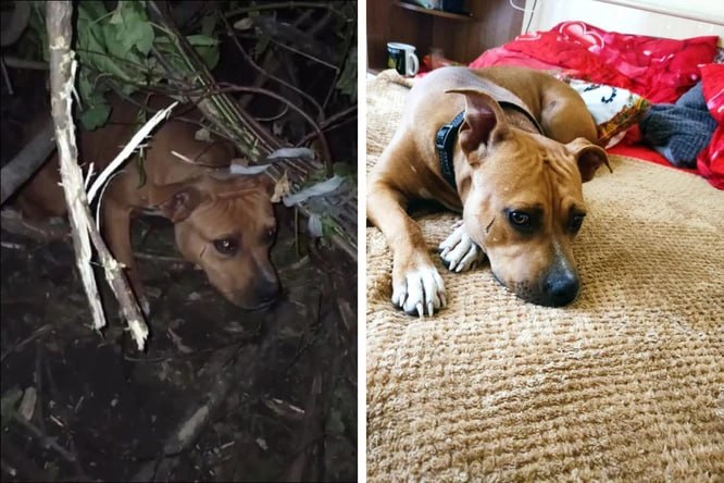 Новосибирский Хатико: Новосибирцы обнаружили в лесу привязанную к дереву собаку