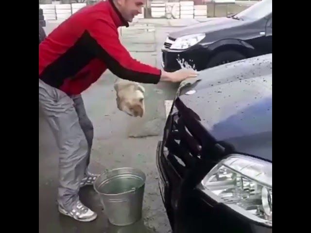 Житель Гулькевичей моет котом свою машину