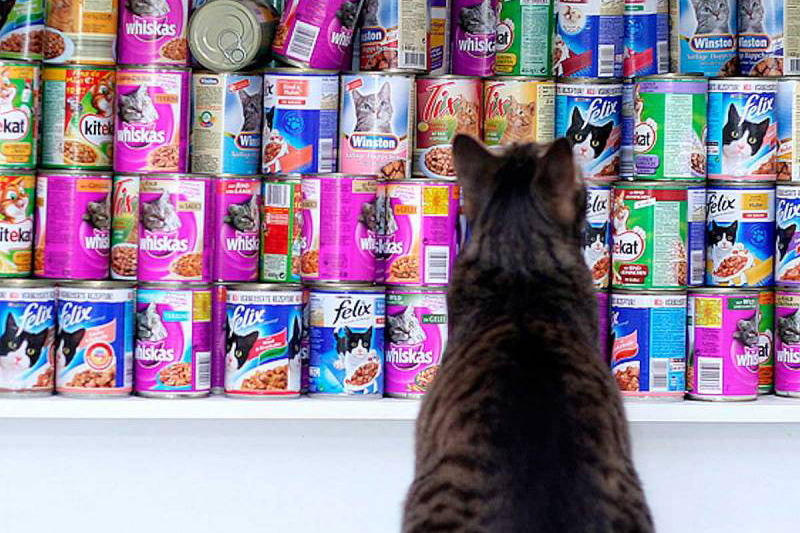 «Ни себе, ни кошке». Nesquik и KitKat уходят из России, под угрозой корма для животных Purina и Friskies
