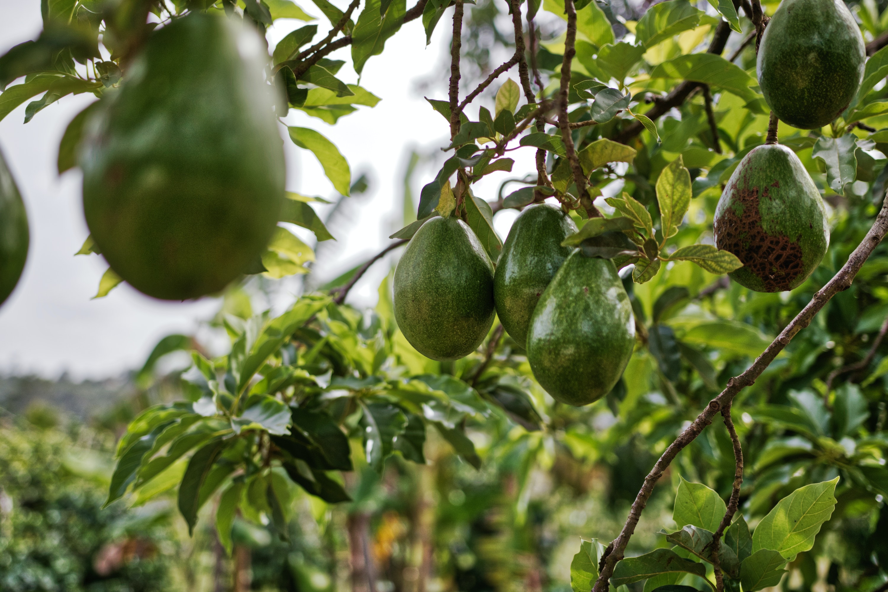 Как вырастить авокадо на подоконнике?
