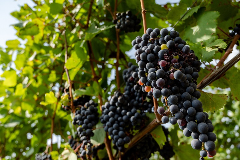 На предприятии выращивают только винный виноград под собственную винодельню.