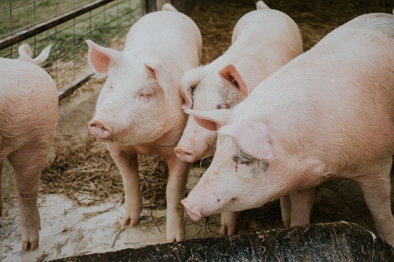 В России начались внеплановые проверки мяса из-за чумы свиней