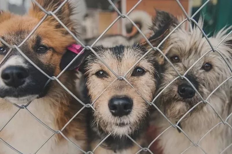 В России построят сотни собачьих приютов
