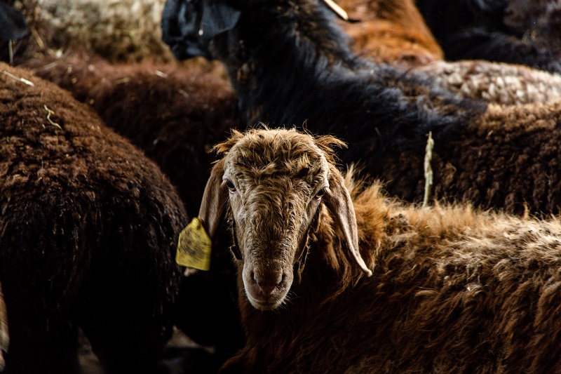 В хозяйстве Виктора Фокина выращивают овец курдючной гиссарской породы, которая считается самой крупной в мире. Сало этих овец ценится при производстве колбас и копченостей.