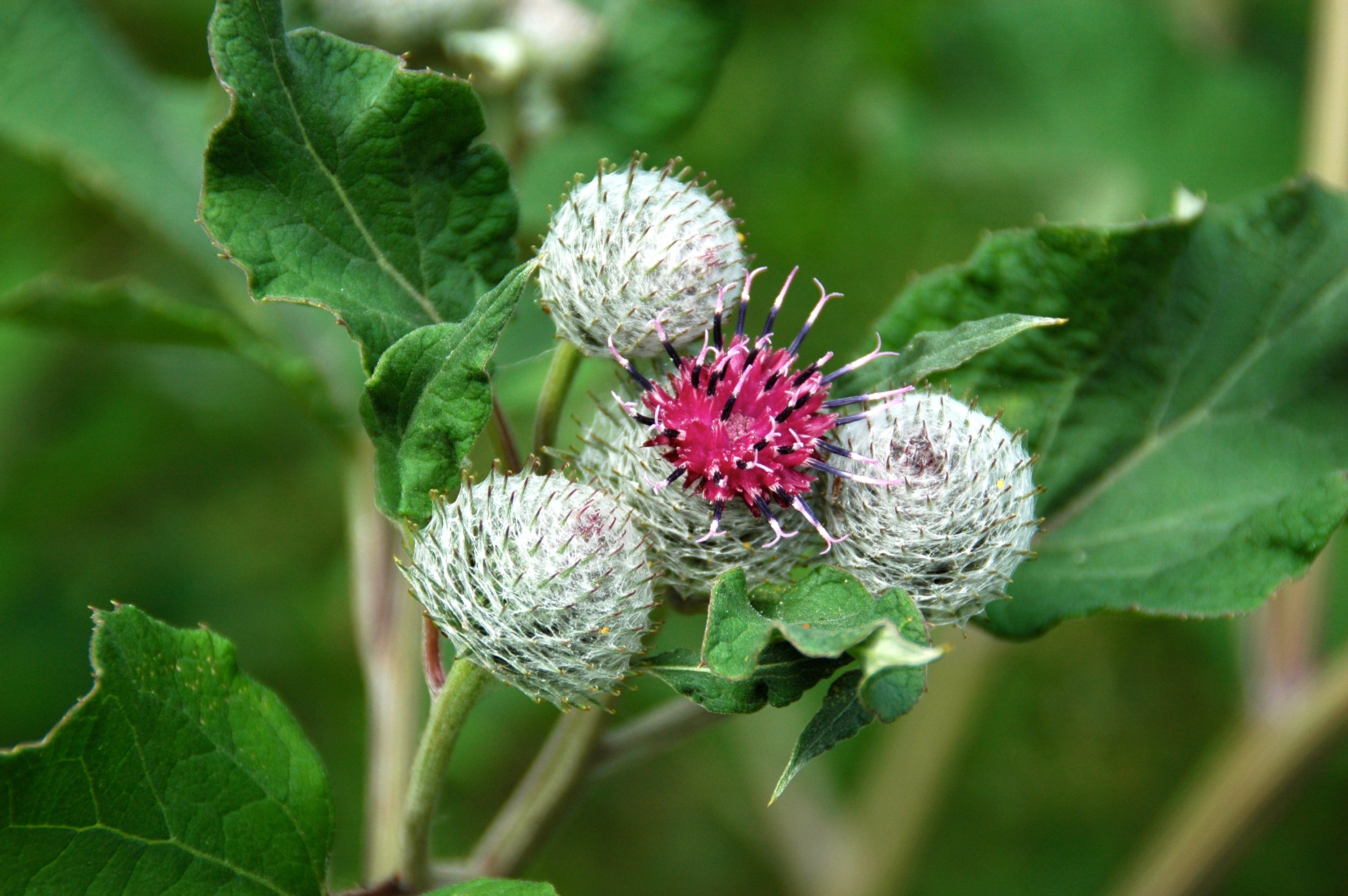 Репей. Репей лопух. Репейник (Burdock). Лопух большой репейник. Лопух большой Arctium Lappa.