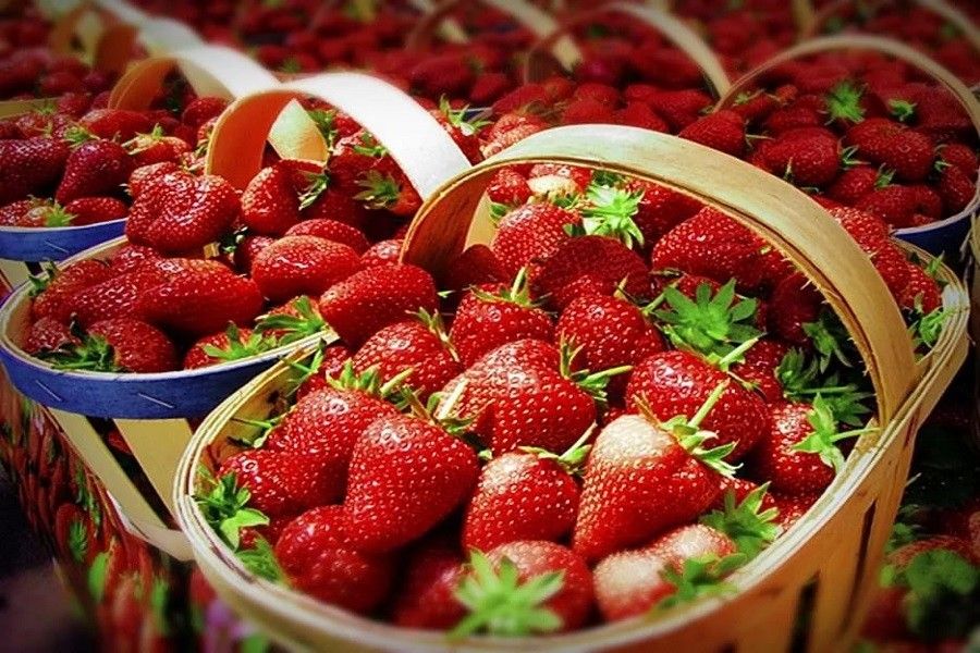 Земляничные Поля Интернет Магазин