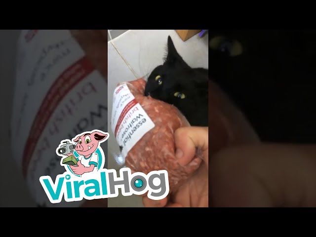 Cat Growling when Trying to Retrieve Minced Meat || ViralHog