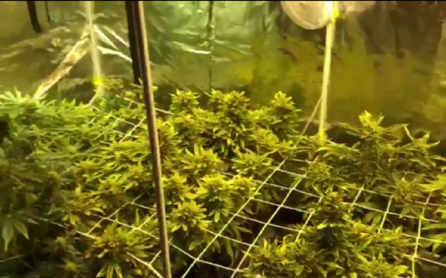 Оборудование выращиванию конопли голландская марихуана семена