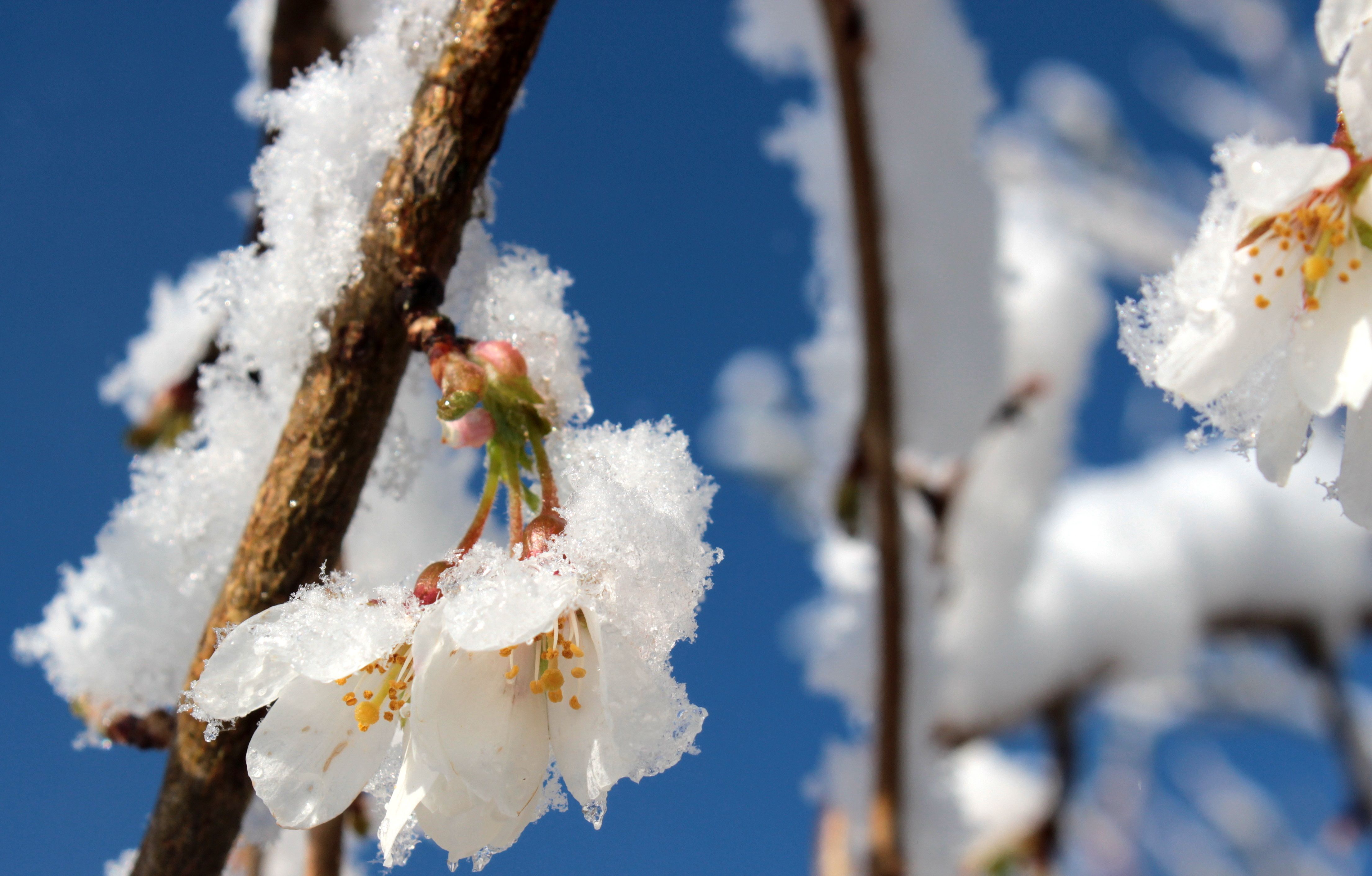 Snow blossom. Цветы в снегу. Цветущие вишни в снегу. Цветущее дерево зимой.