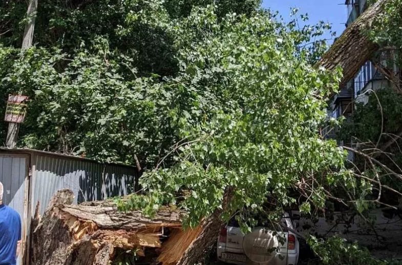 Мэр Краснодара назвал вопиющей ситуацию с падением деревьев в городе