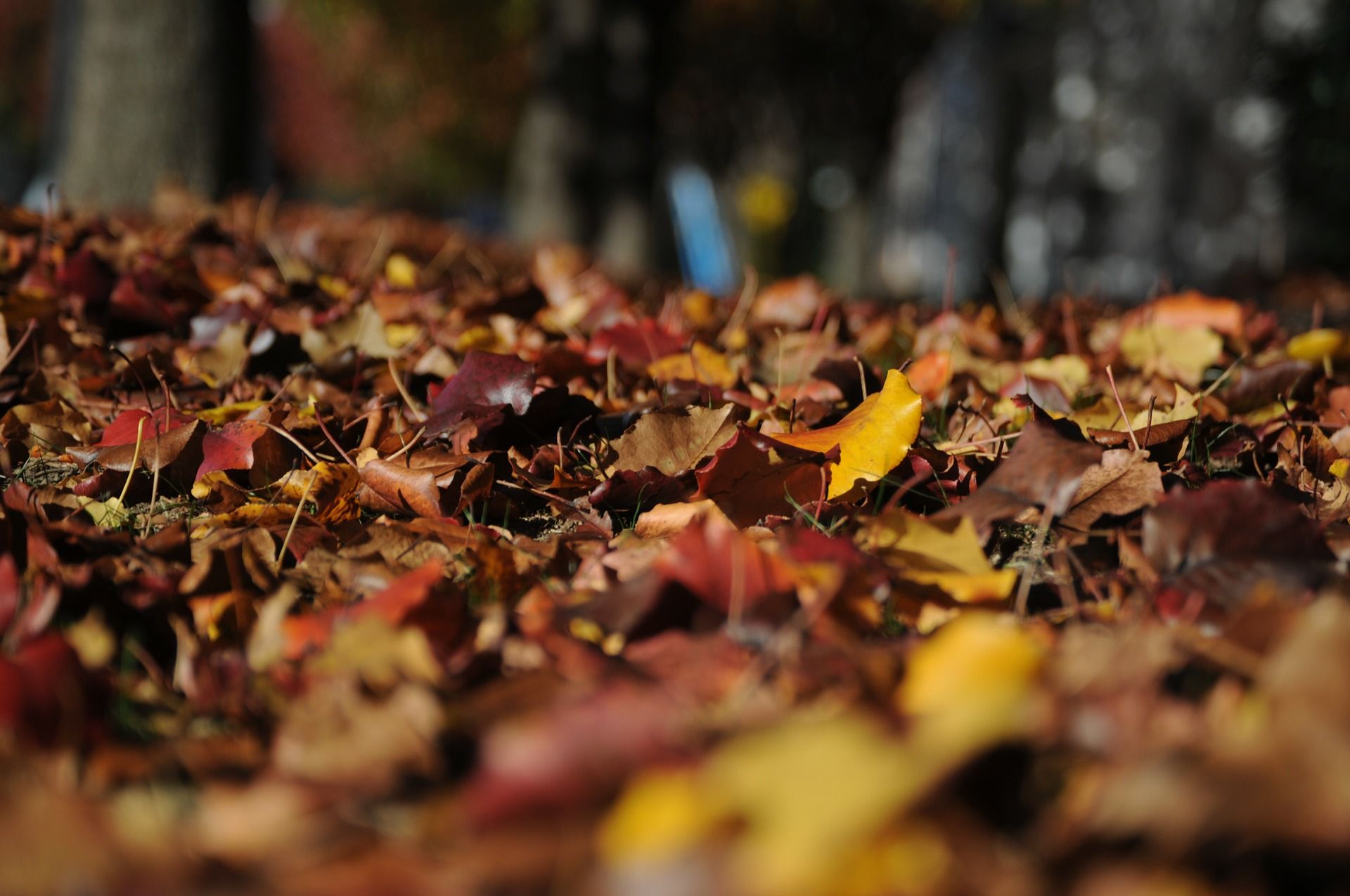 Каштановый Лист Осенью Фото