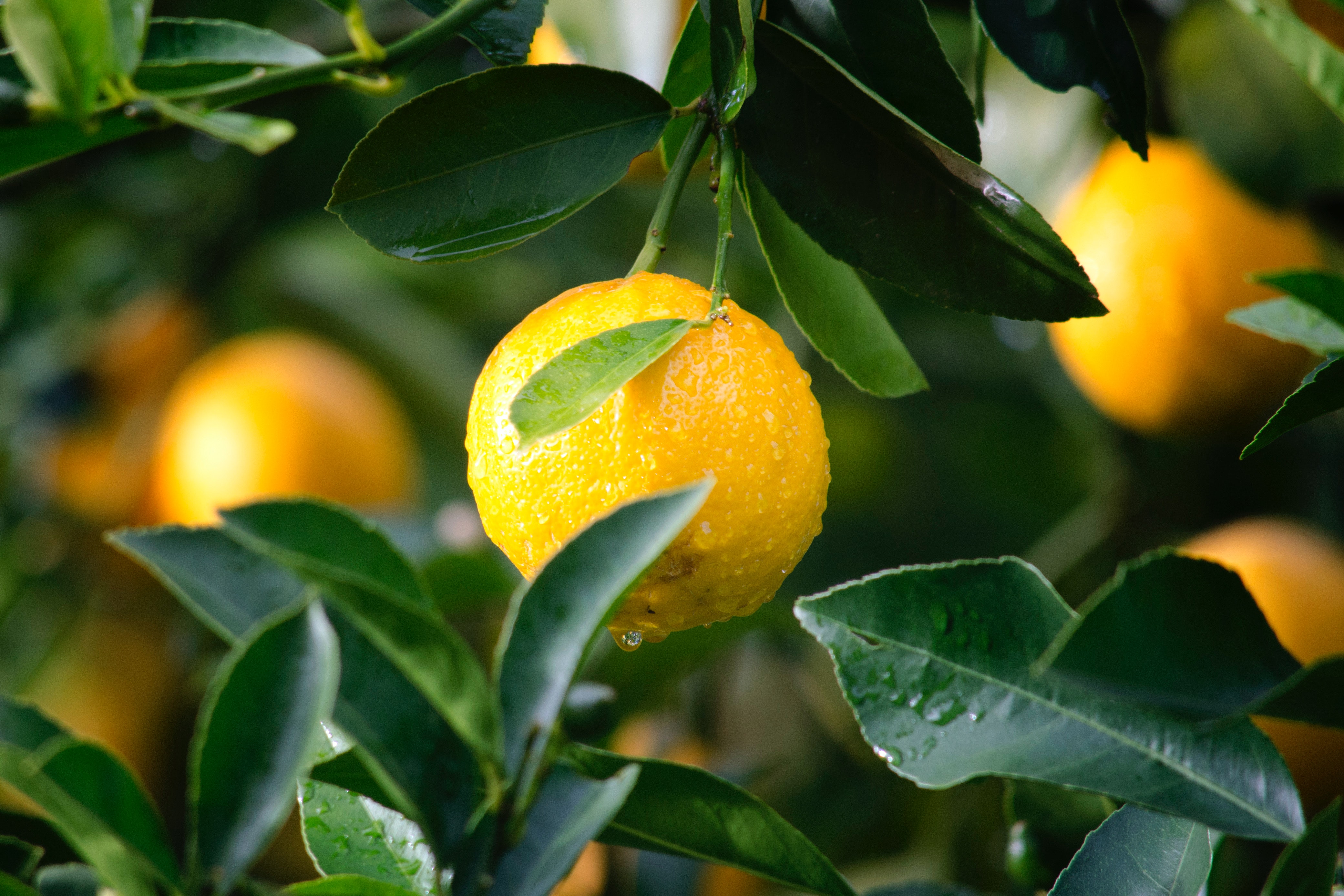 Lemon Citrus Limon Италия