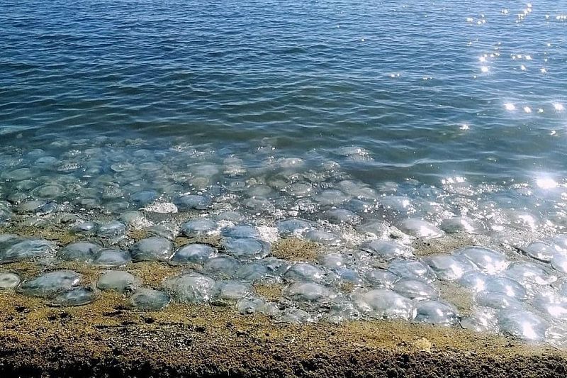 Украина усугубила ситуацию с медузами в Азовском море, перекрыв воду из Днепра 