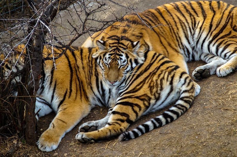 Счастье в полоску: ﻿где на Кубани можно увидеть красивых, не замученных цирковой жизнью тигров