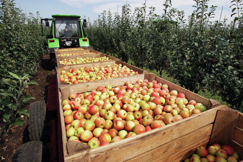 как собирают яблоки в садах