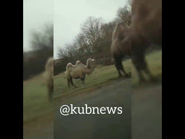 Верблюды на дорогах Краснодарского края