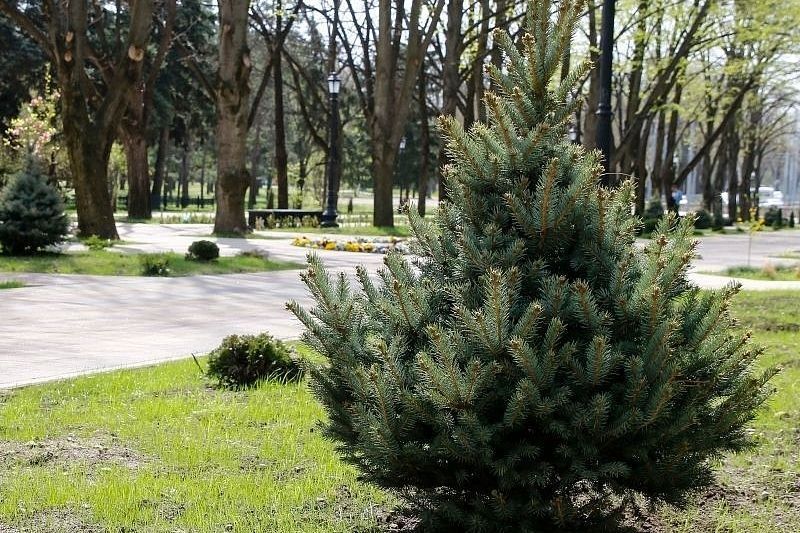 На улице Красной в Краснодаре дополнительно высадят хвойные деревья и вечнозеленые кустарники