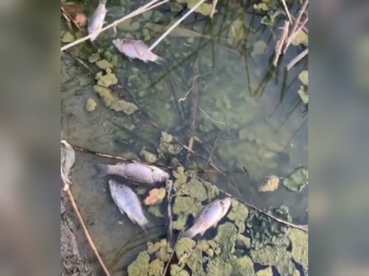 Рыбы Фото Видео