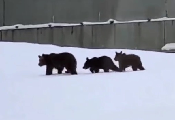 Ученый объяснил выход медведей к людям на Красной Поляне в Сочи