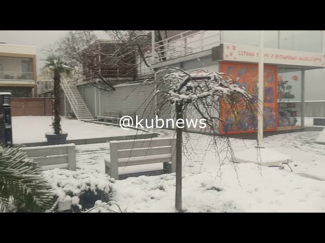 Пальмы в снегу, Сочи 20 01 2021