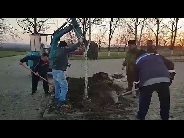 На территории "Сопки Героев" в Крымске высадили дерево