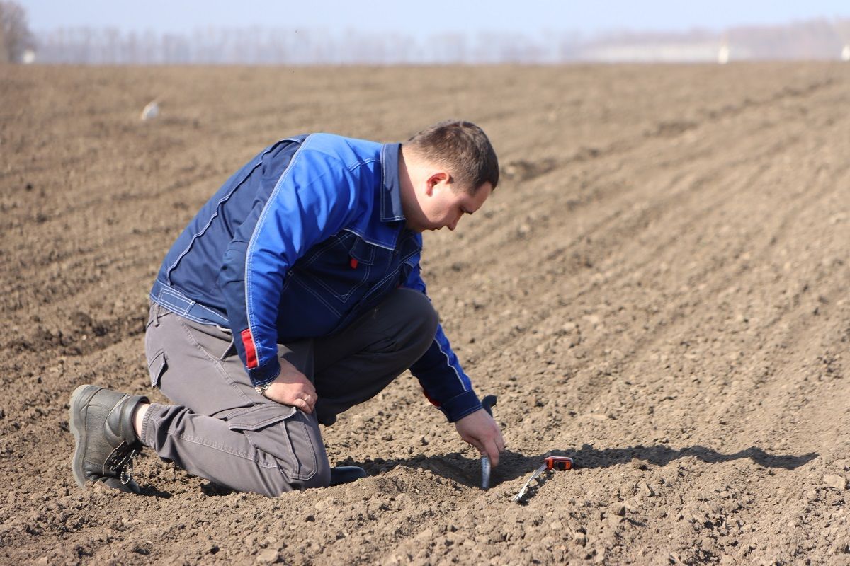 Благодаря системам контроля на сельхозтехнике семена опускаются равномерно, на одну глубину. 