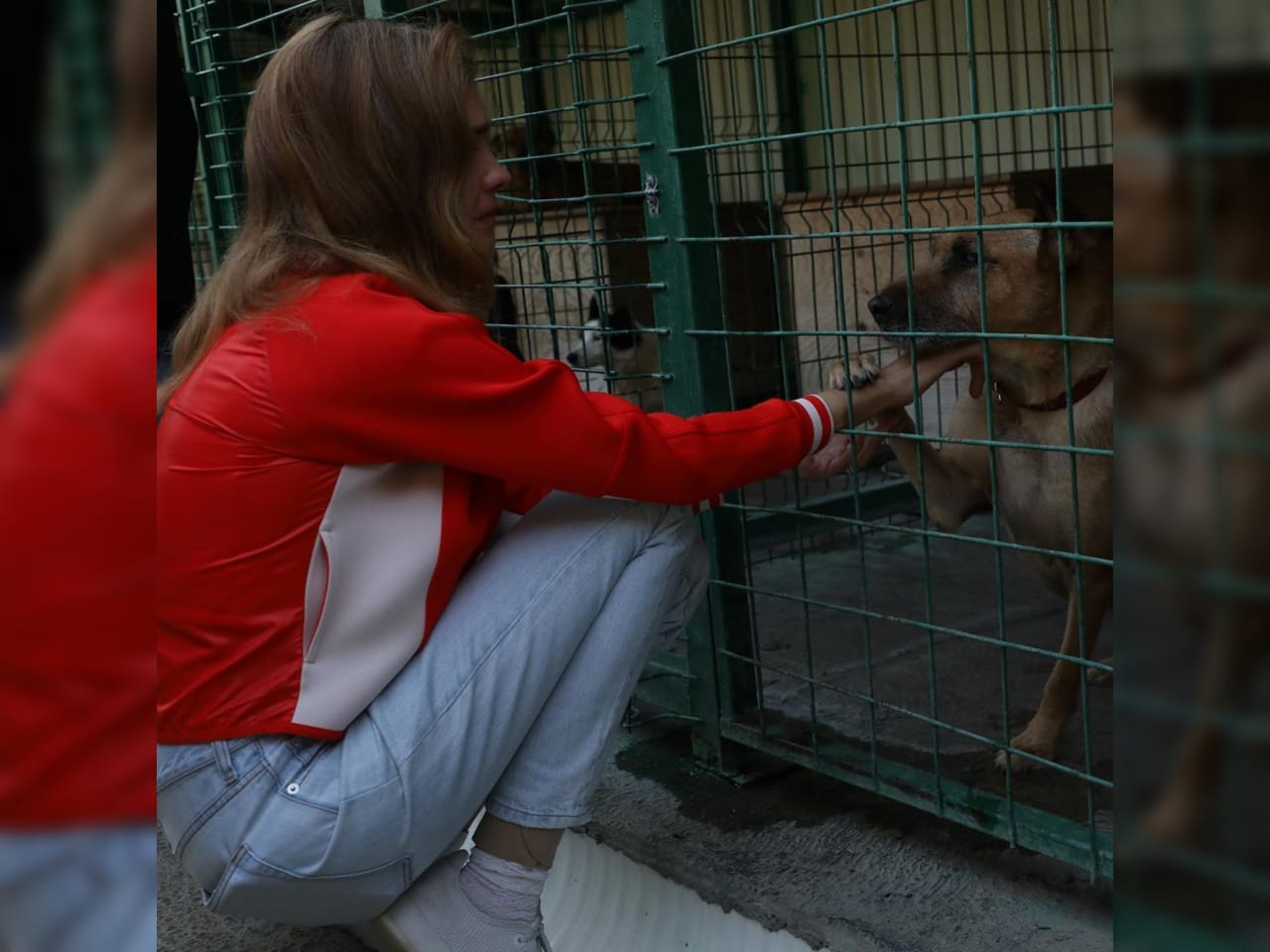 Наталья Водянова попросила приютить искалеченную детьми собаку из приюта в  Сочи | 06.08.2020 | Краснодар - БезФормата