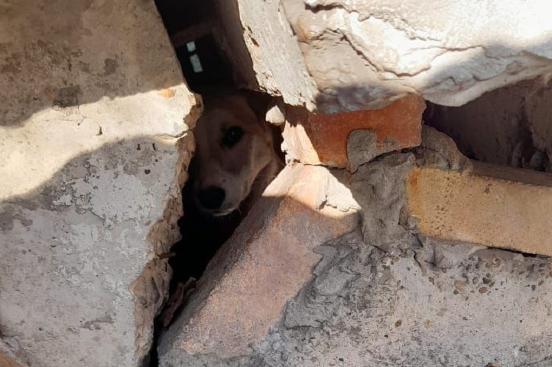 В Новороссийске спасатели освободили собаку, застрявшую под крыльцом многоквартирного дома