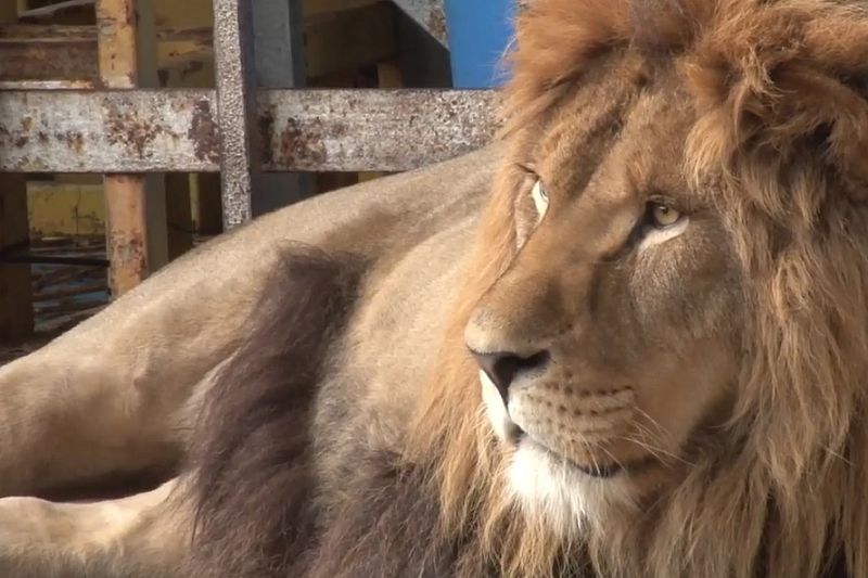 Дрессировщик Запашный заинтересовался историей льва в заброшенном «Африкариуме» в Анапе