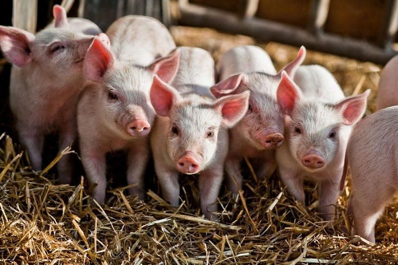 Сейчас в крае насчитывается 520 тысяч свиней.