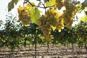 Администрация Краснодарского края стала инициатором изменения закона о виноградарстве и виноделии с целью защиты производителей вина.