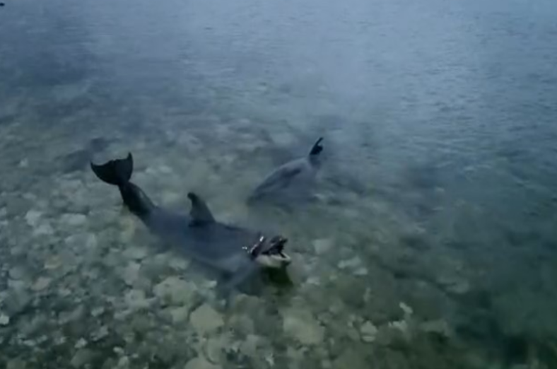 Поиски двух из четырех выброшенных в Черное море под Севастополем дельфинов продолжаются