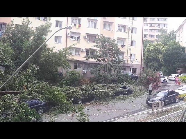 В Сочи дерево упало на 4 автомобиля