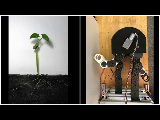Growing Robot