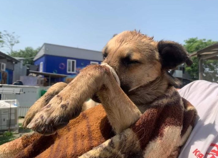 В Адыгее до трех лет колонии грозит живодеру, избивавшему собаку на глазах у детей