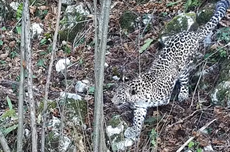 Первая крупная добыча: как обживаются в дикой природе сочинские леопарды