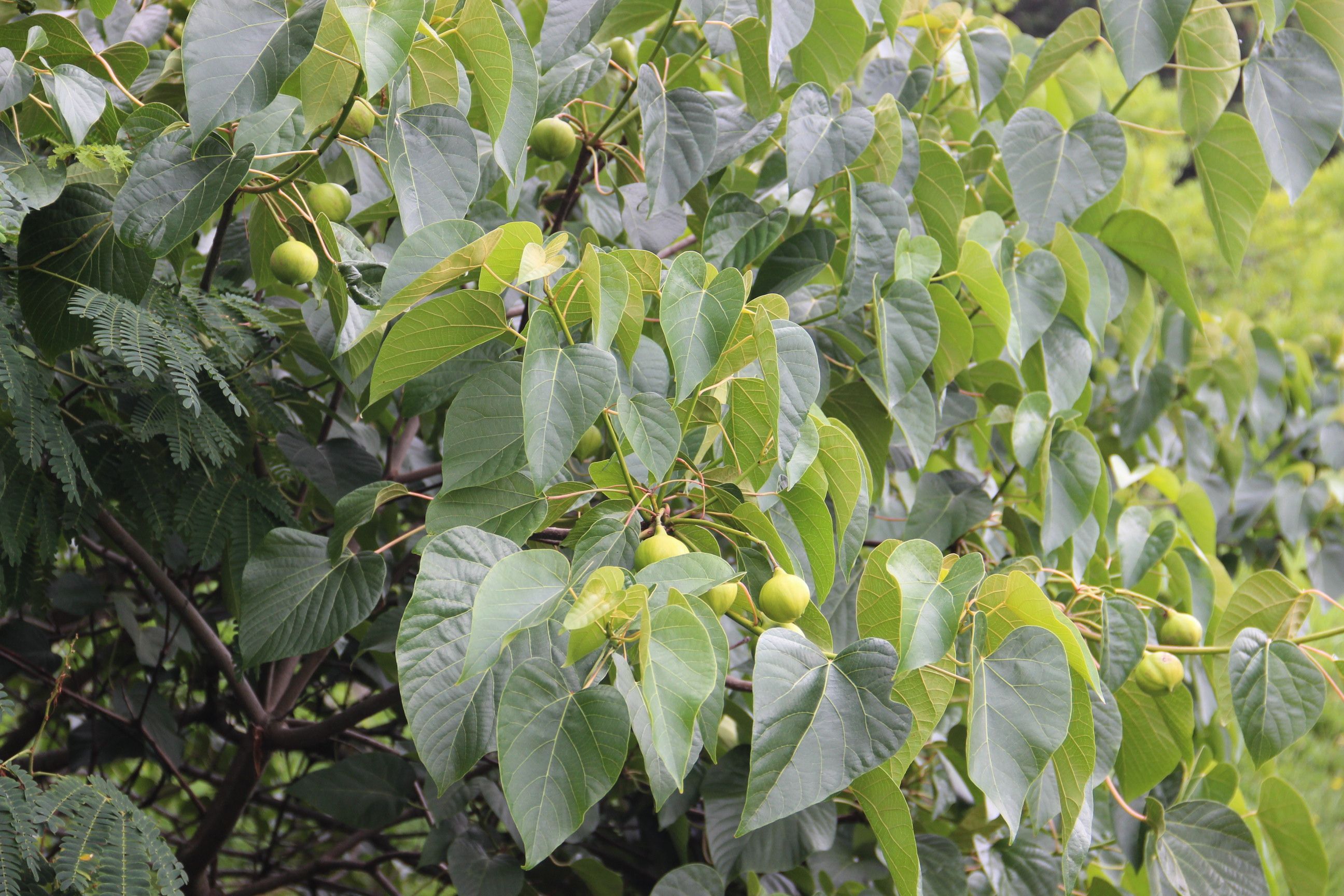 В сочинском дендрарии созрели смертельно опасные плоды дерева Тунг Форда.
