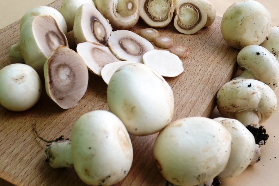 Шампиньоны вместо мяса: могут ли грибы заменить потребность в животном белке
