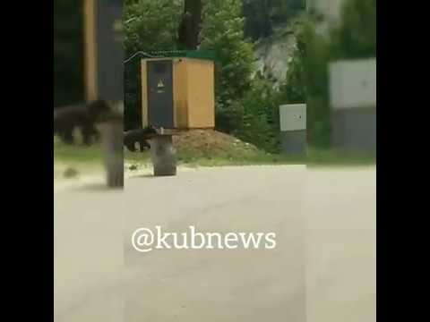 В Сочи около посёлка гуляет медвежонок