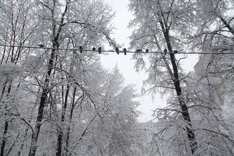 Жителей Краснодарского края предупредили о налипании мокрого снега