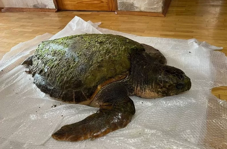 «Чуда не случилось»: найденная на пляже под Анапой гигантская черепаха умерла
