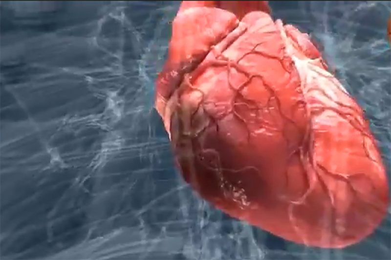 Что происходит с вашим сердцем при инфаркте: вот что нужно обязательно всем знать после возраста 45, 55 и 65 лет