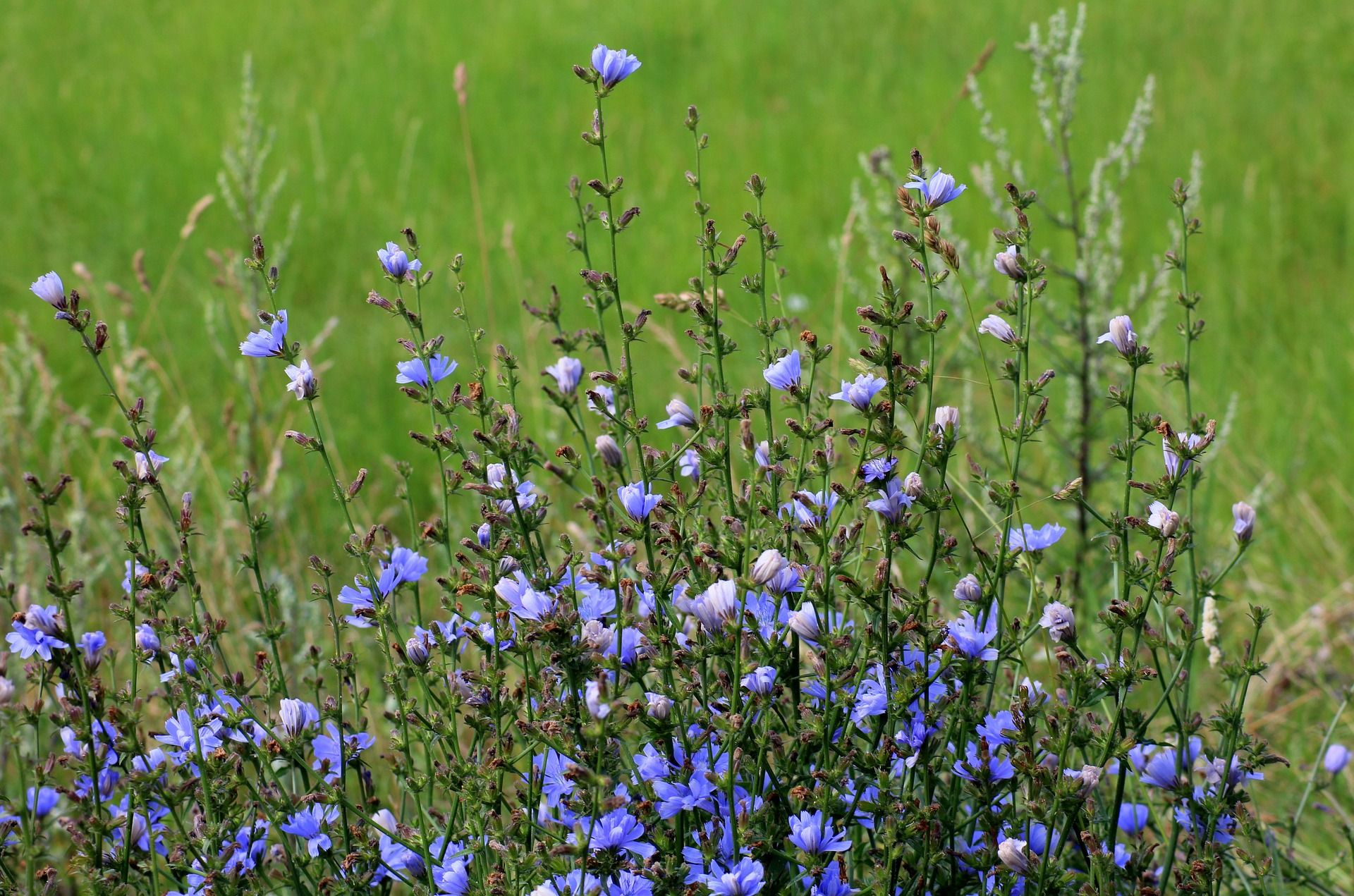 Трава с синими цветочками